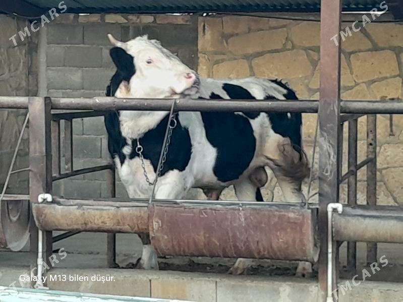 Okuz Gibrit - Этрек - img 2