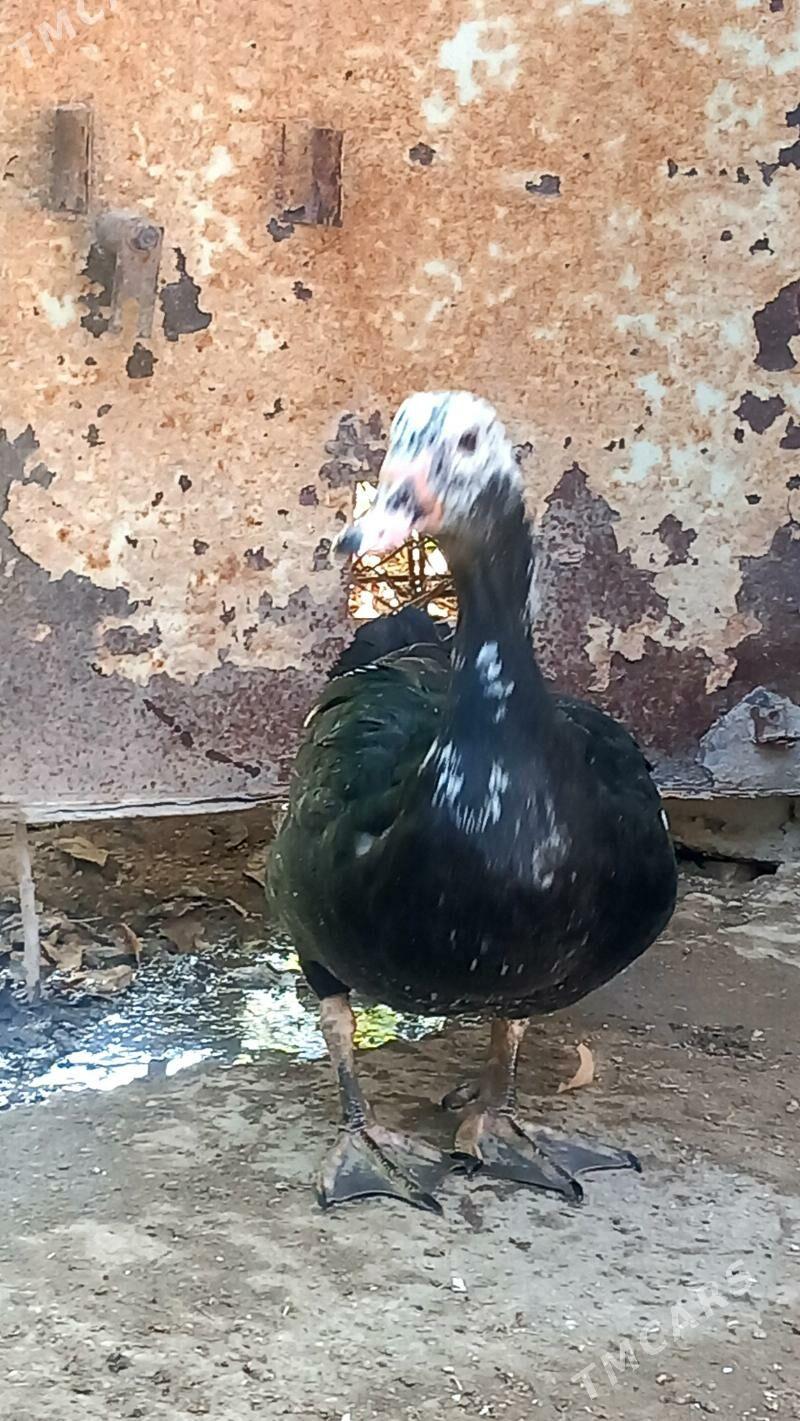 Indawutga ordek - Балканабат - img 1