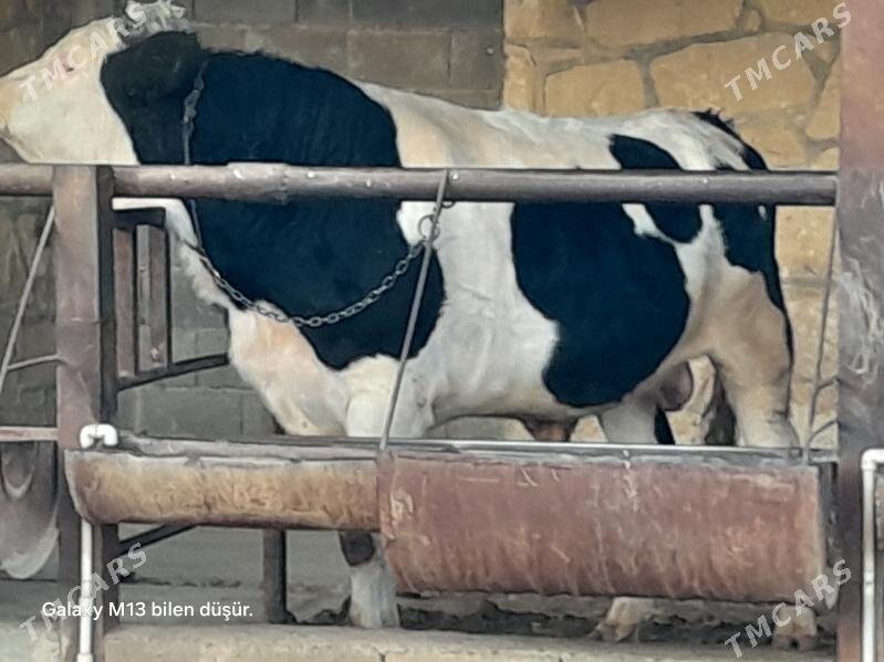 Okuz Gibrit - Этрек - img 3