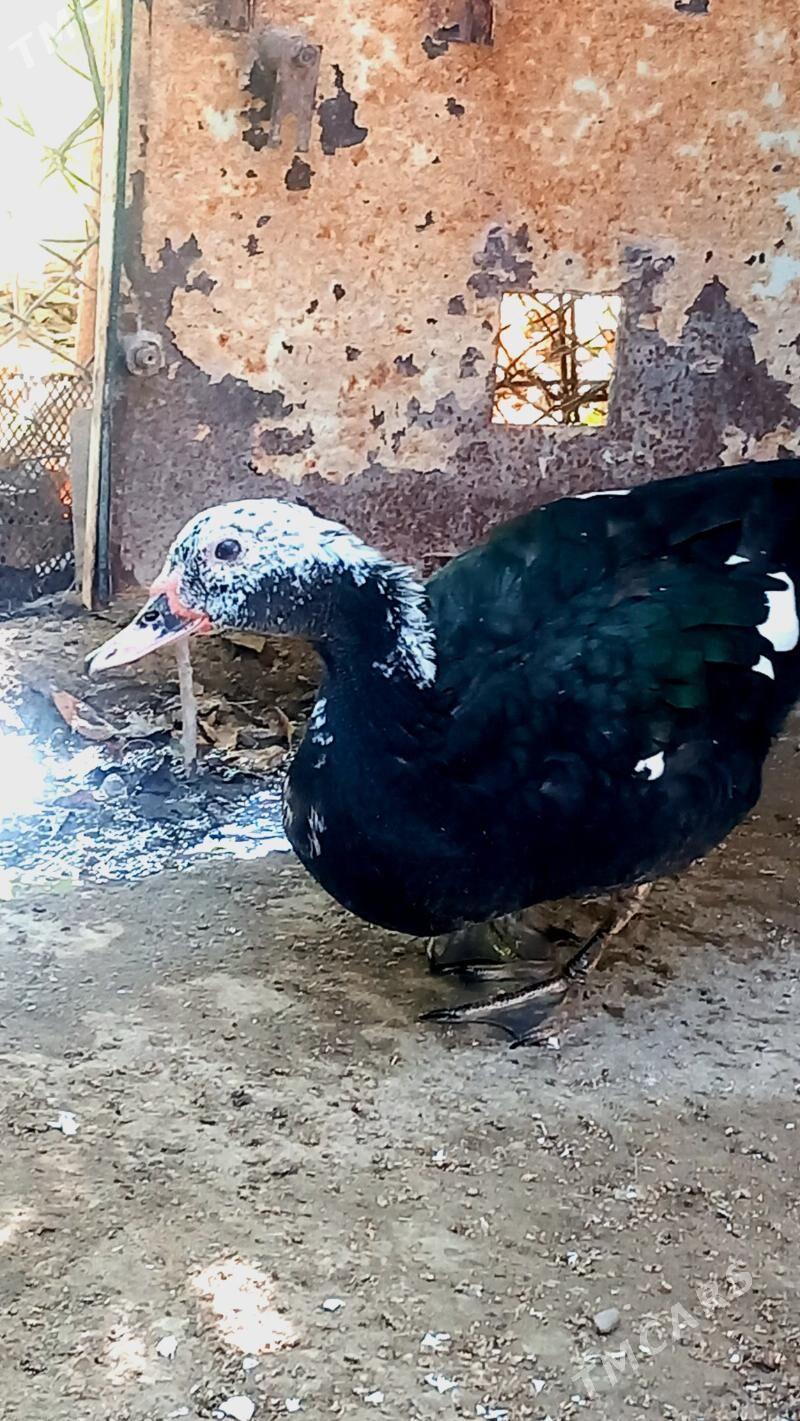 Indawutga ordek - Балканабат - img 2