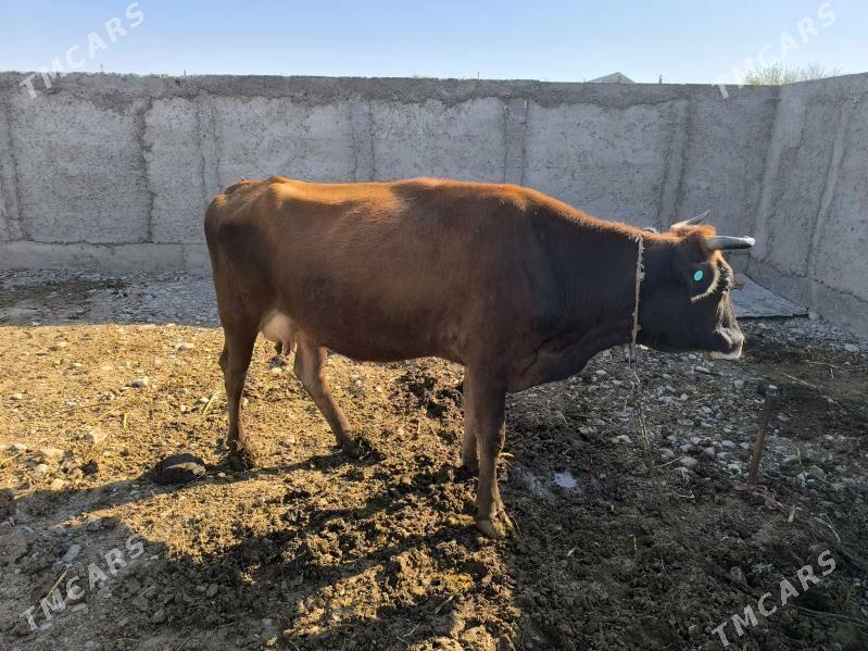 Göleli sygyr - Кака - img 2