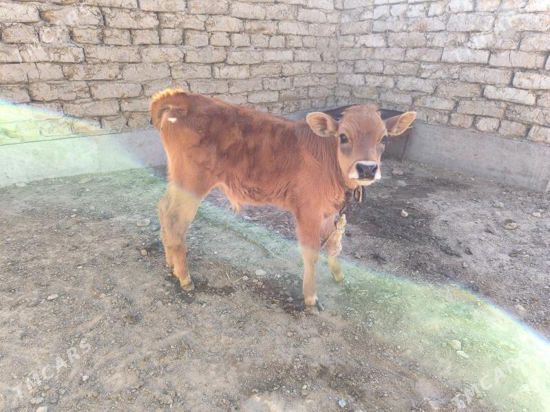 Göleli sygyr - Кака - img 3