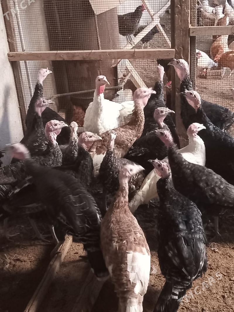 Induk - Туркменабат - img 3