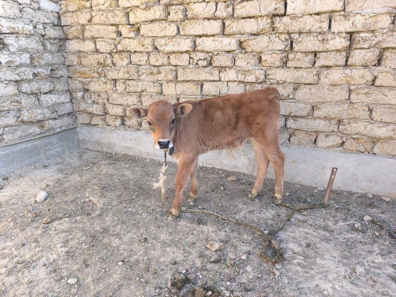 Göleli sygyr - Кака - img 4