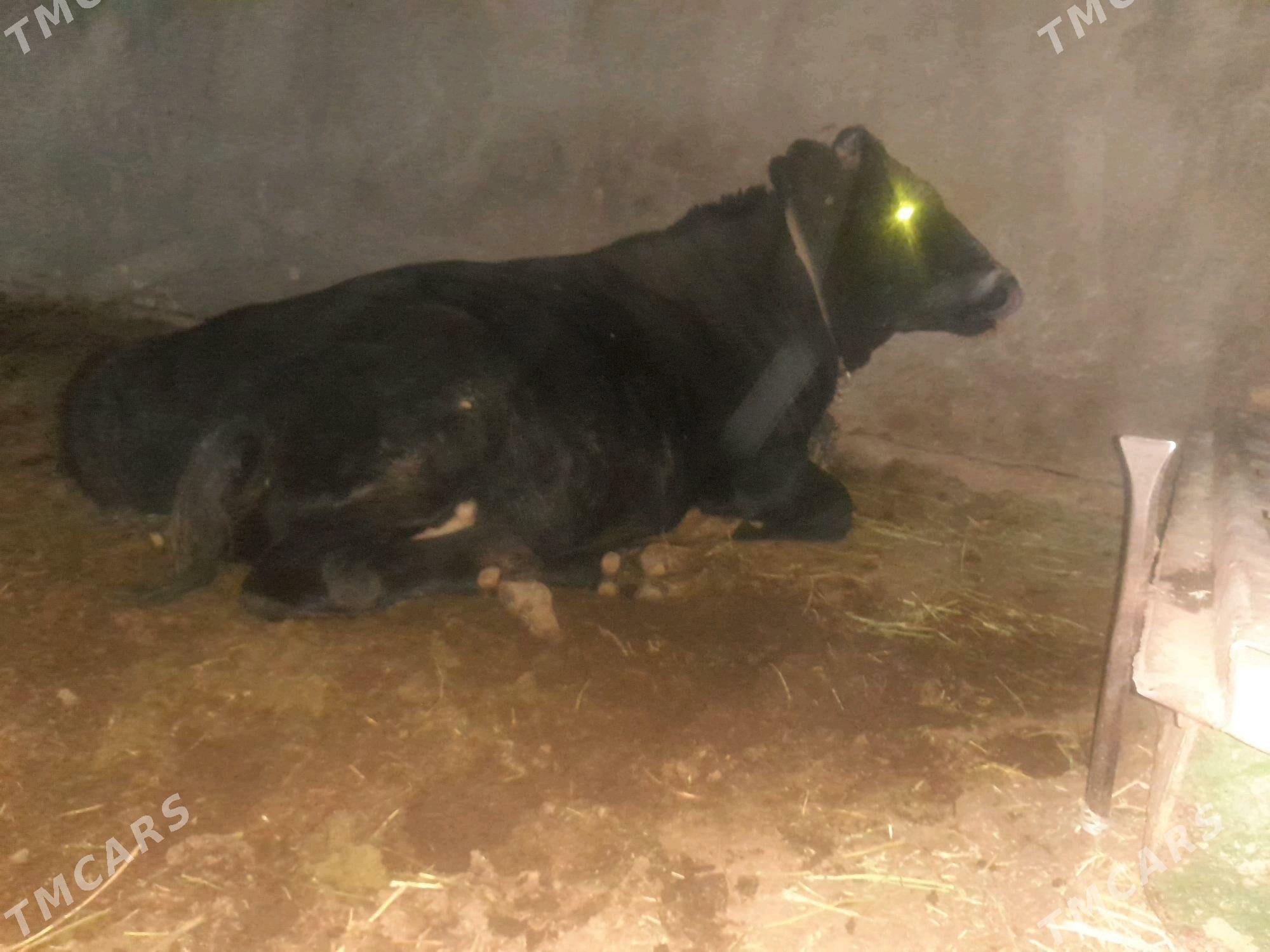 okuzler - Кака - img 2