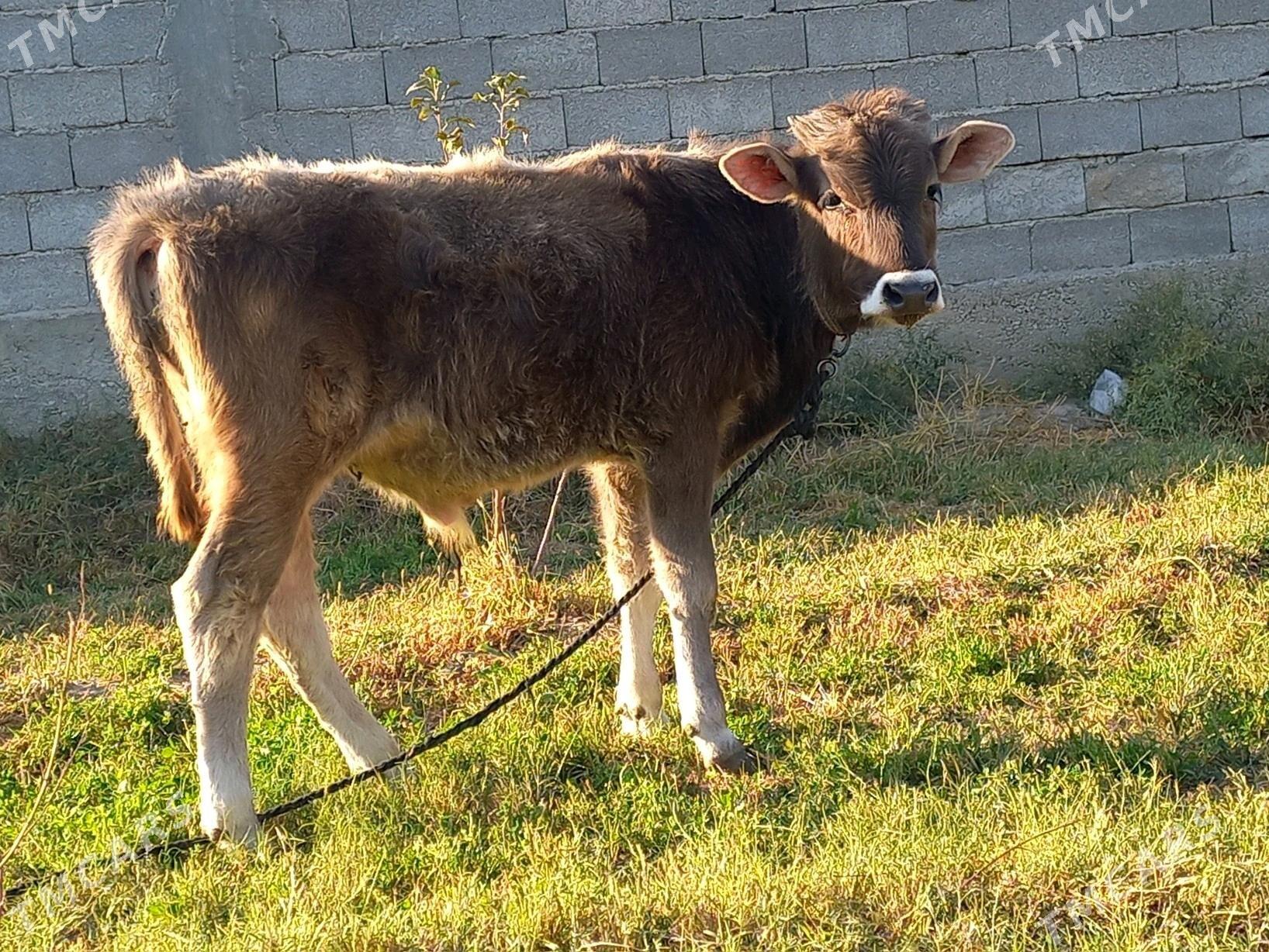 OKUZ - Büzmeýin - img 2