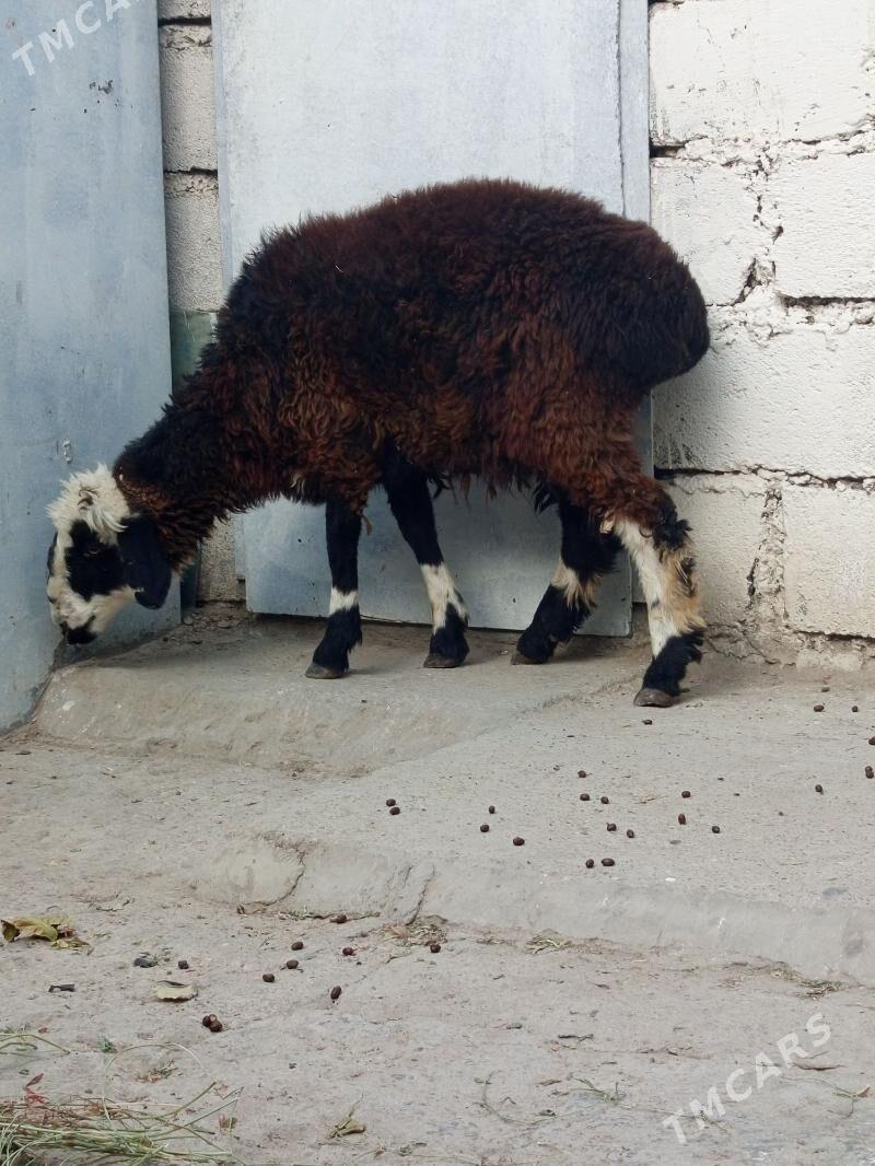 tokly çebiş,ikisi bile - Балканабат - img 4