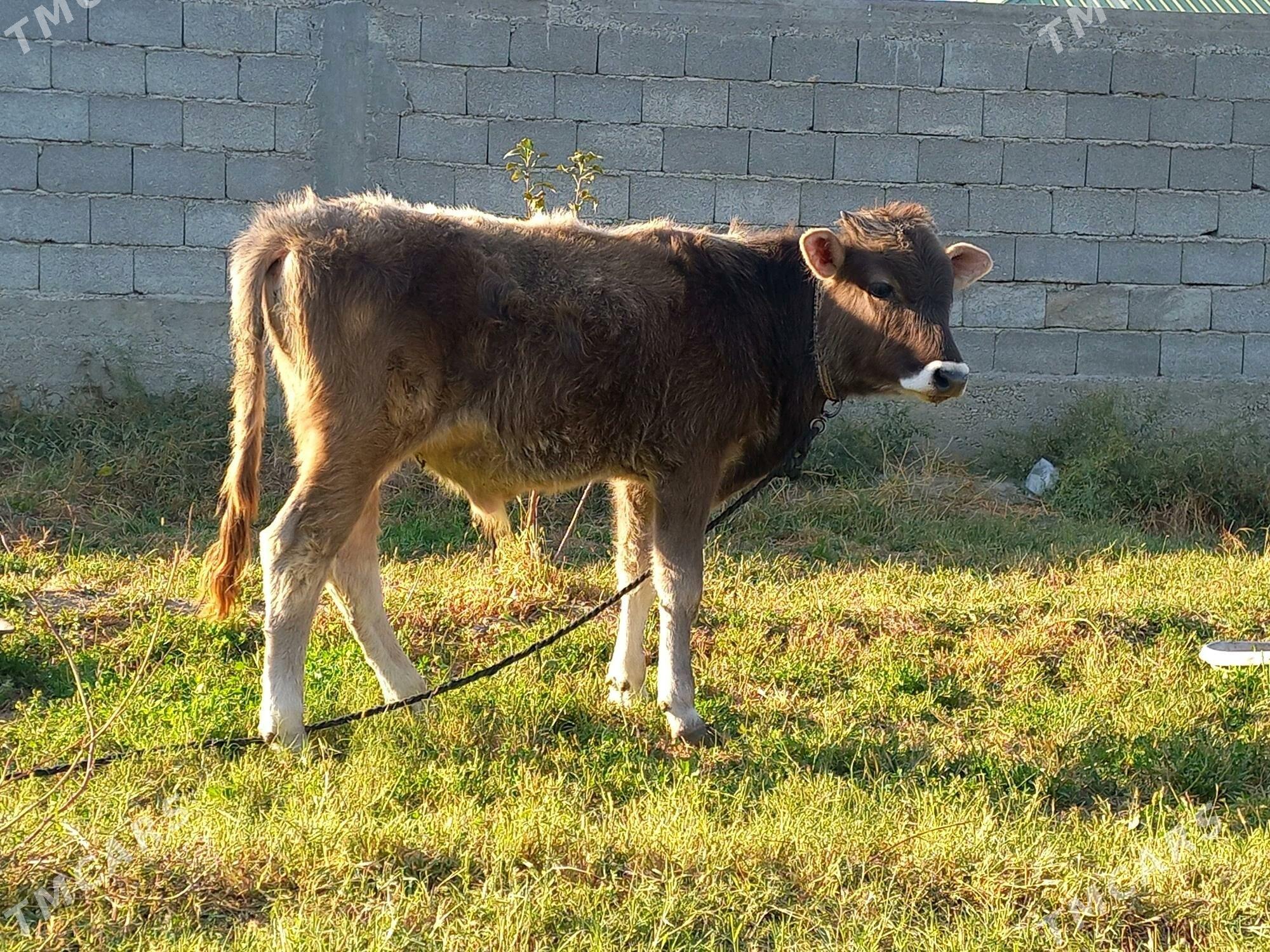 OKUZ - Büzmeýin - img 3