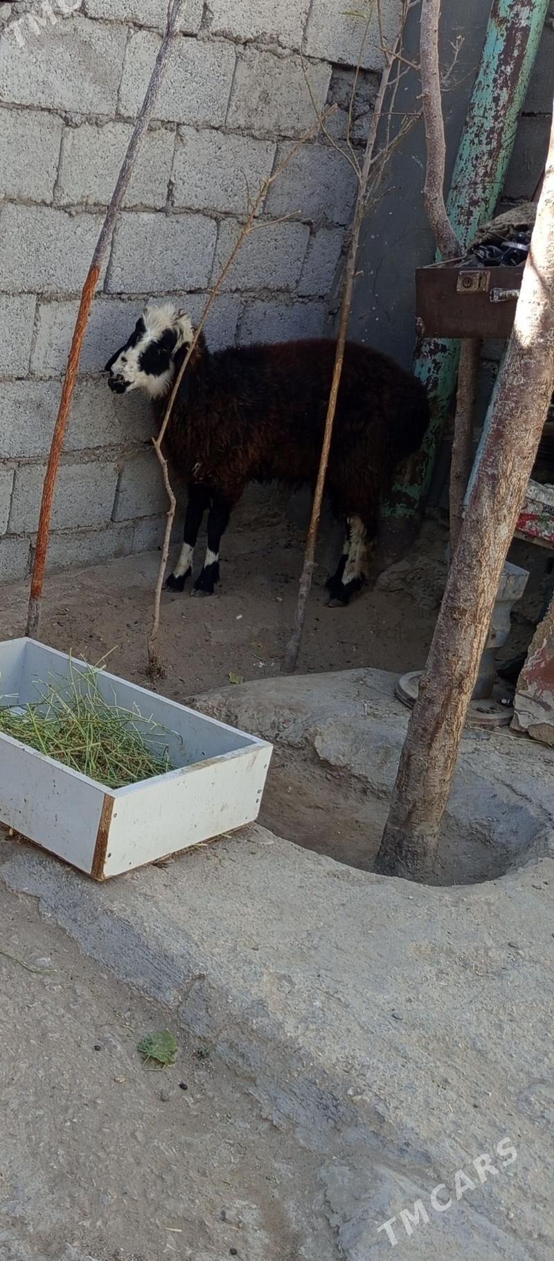 tokly çebiş,ikisi bile - Балканабат - img 2