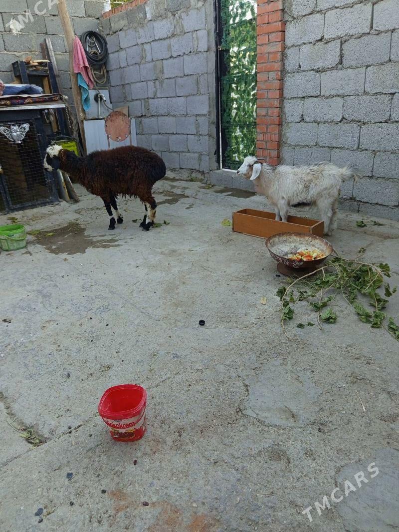 tokly çebiş,ikisi bile - Балканабат - img 5