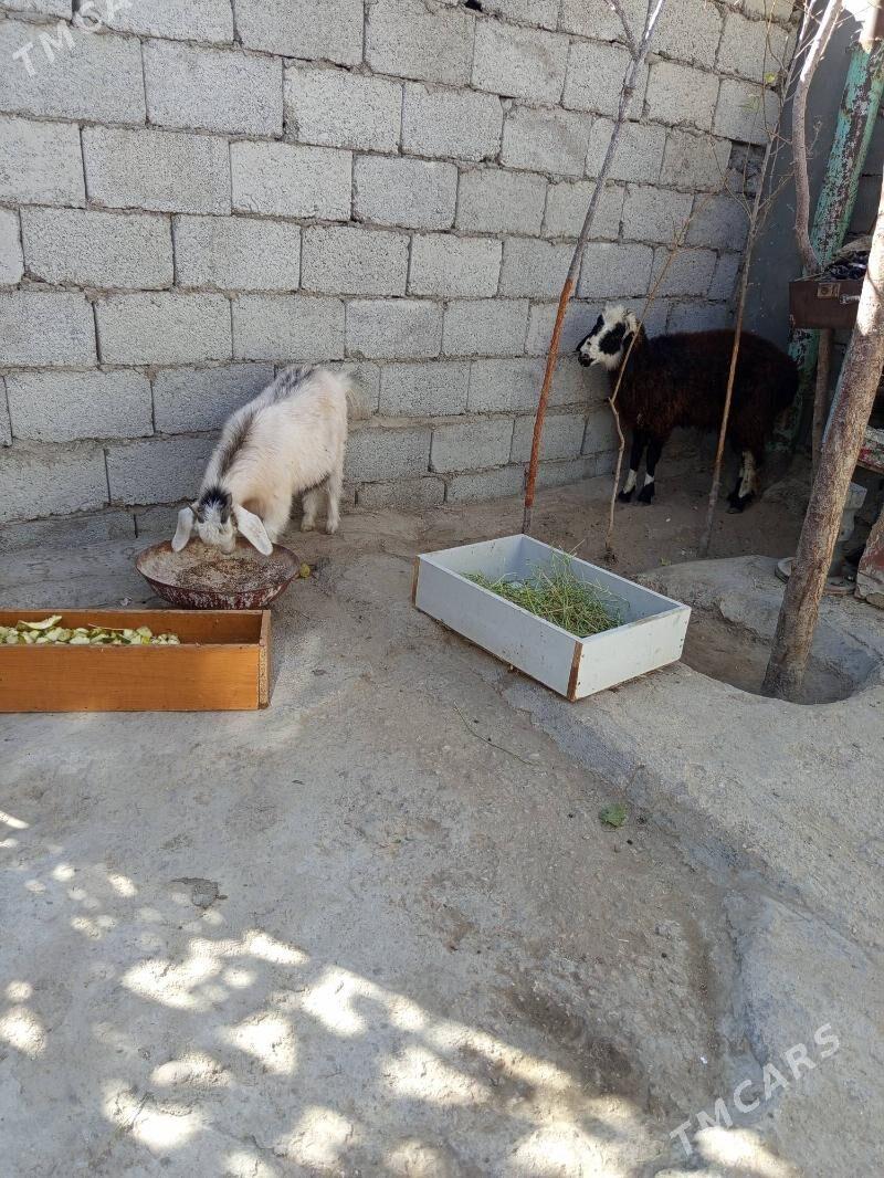 tokly çebiş,ikisi bile - Балканабат - img 3