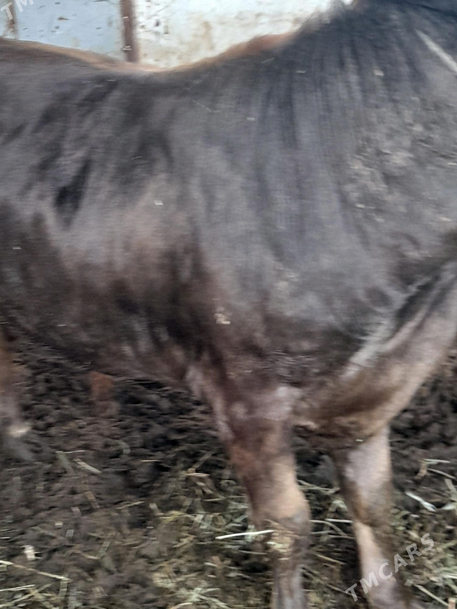 Õkûz - Гёкдепе - img 2