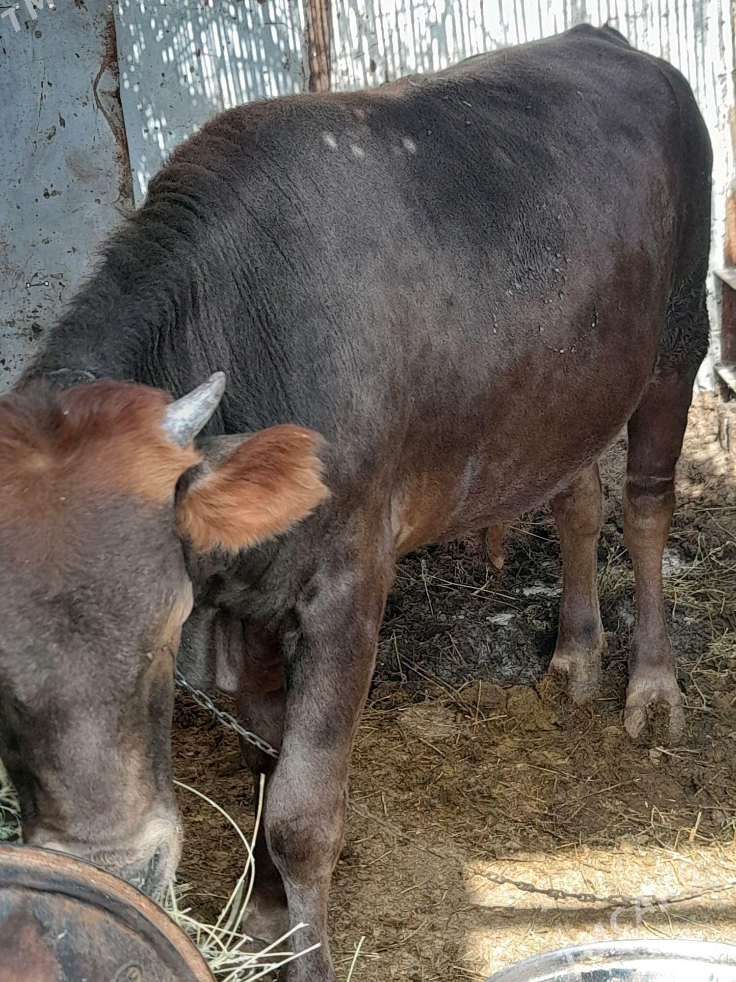 Õkûz - Гёкдепе - img 4