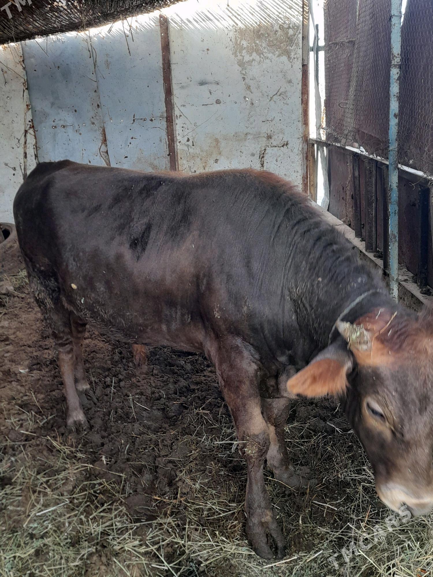 Õkûz - Гёкдепе - img 3