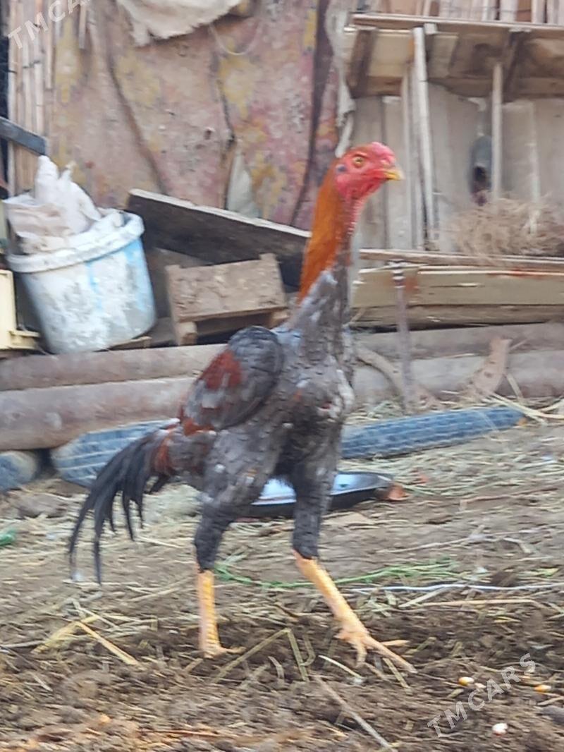 satlyk kule bayes - Векильбазар - img 2