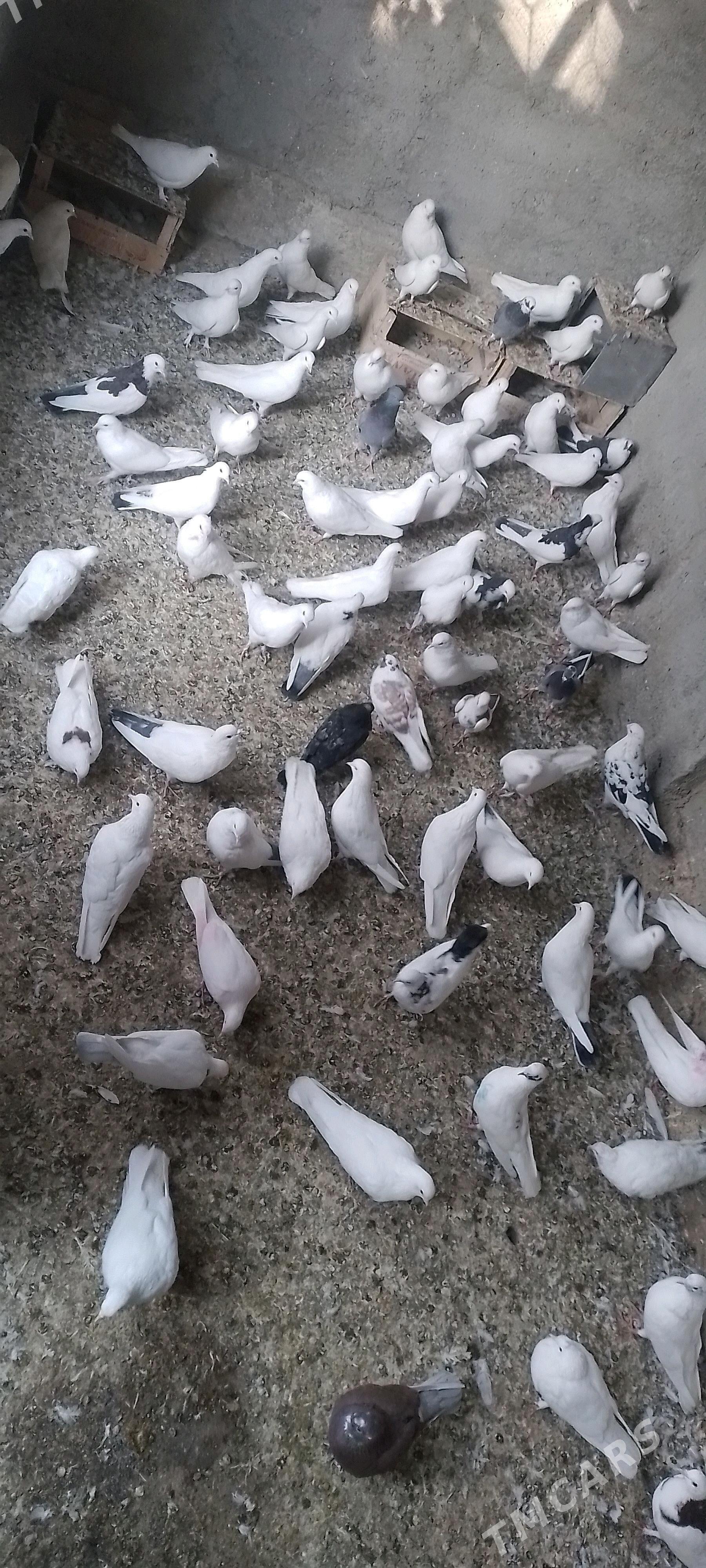 Kepderi - Берекет - img 1