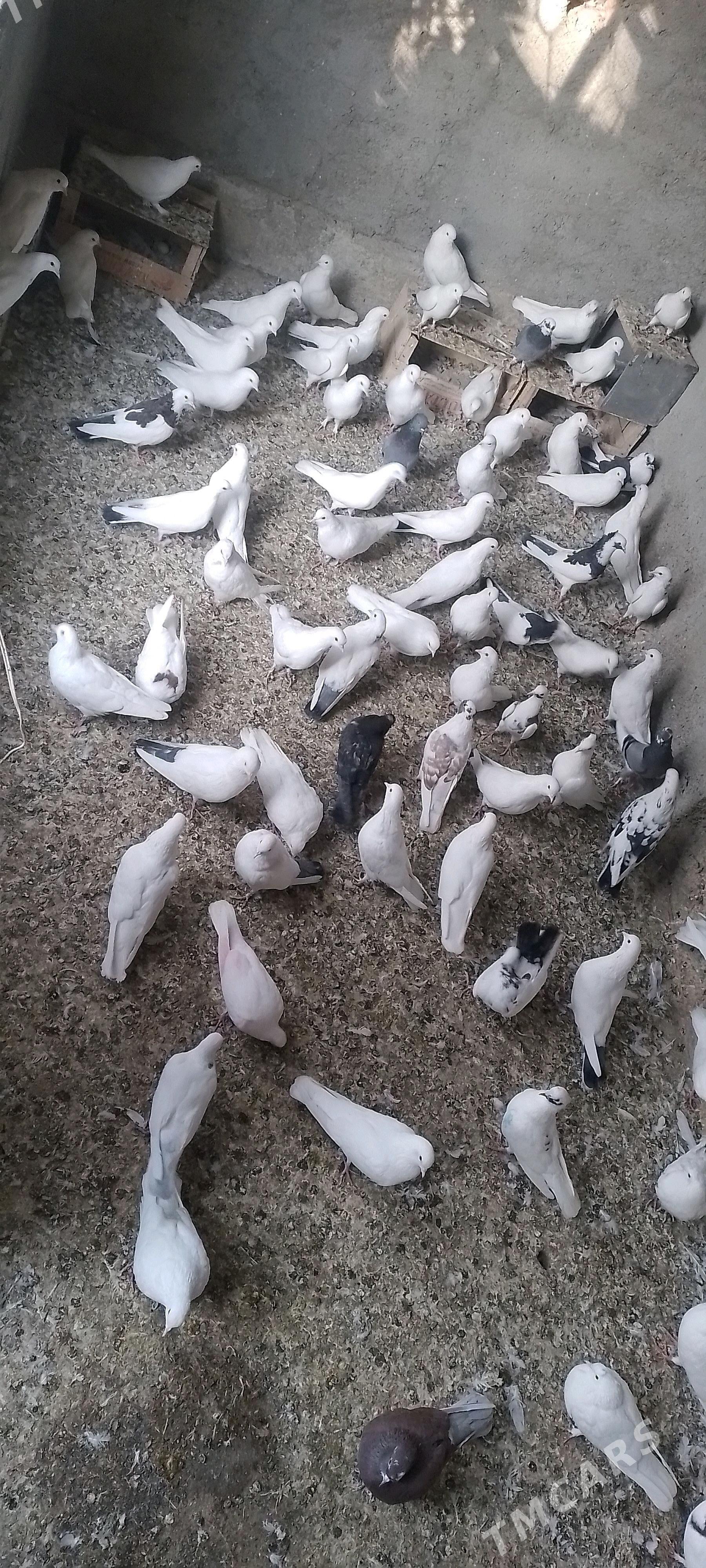 Kepderi  - Берекет - img 2