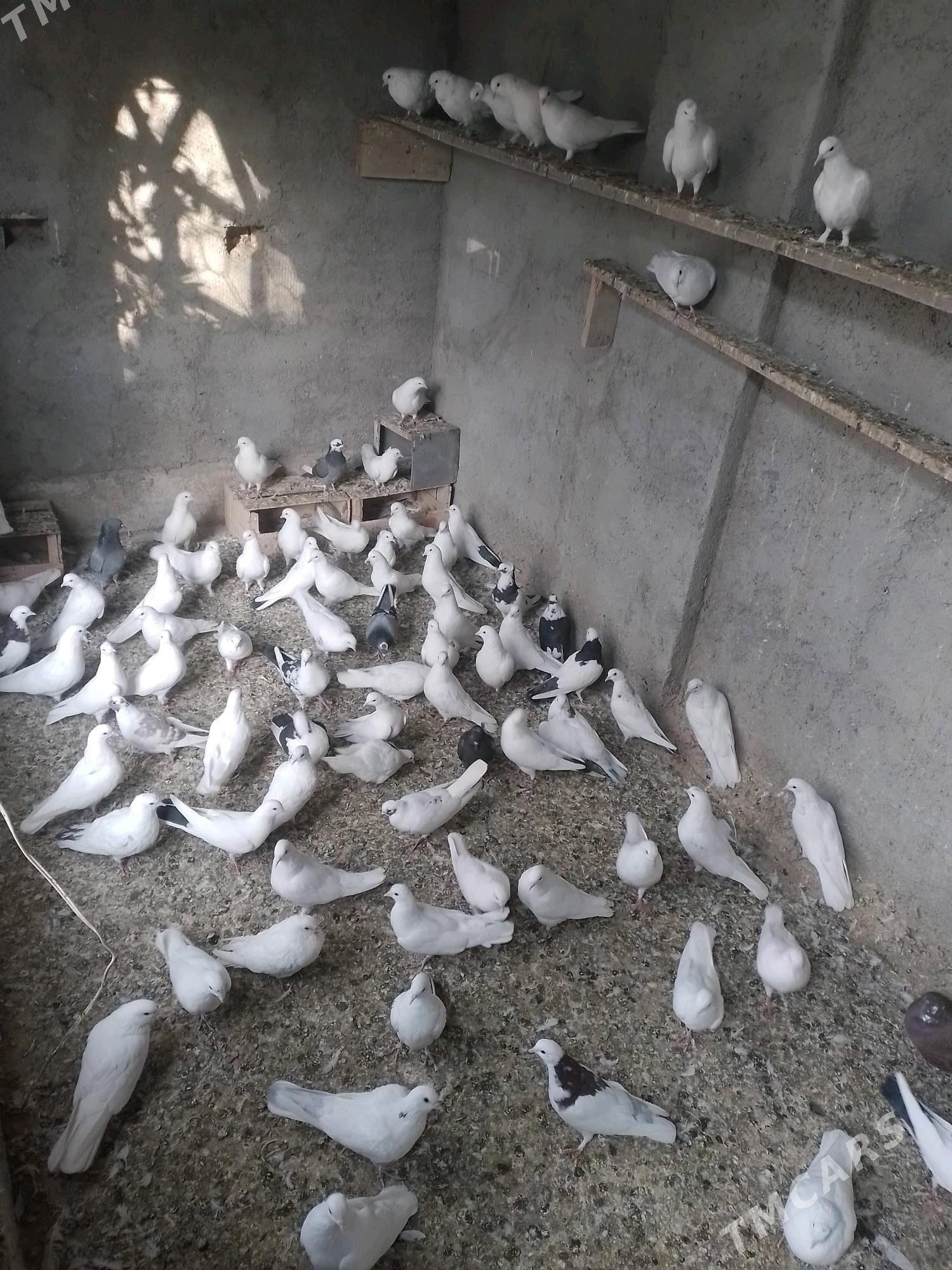 Kepderi  - Берекет - img 3