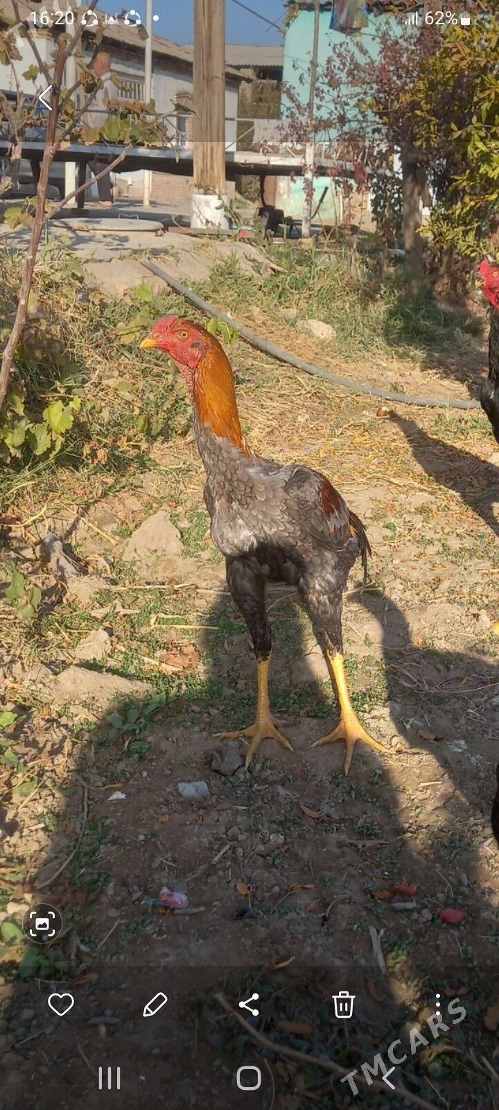 satlyk kule bayes - Векильбазар - img 4