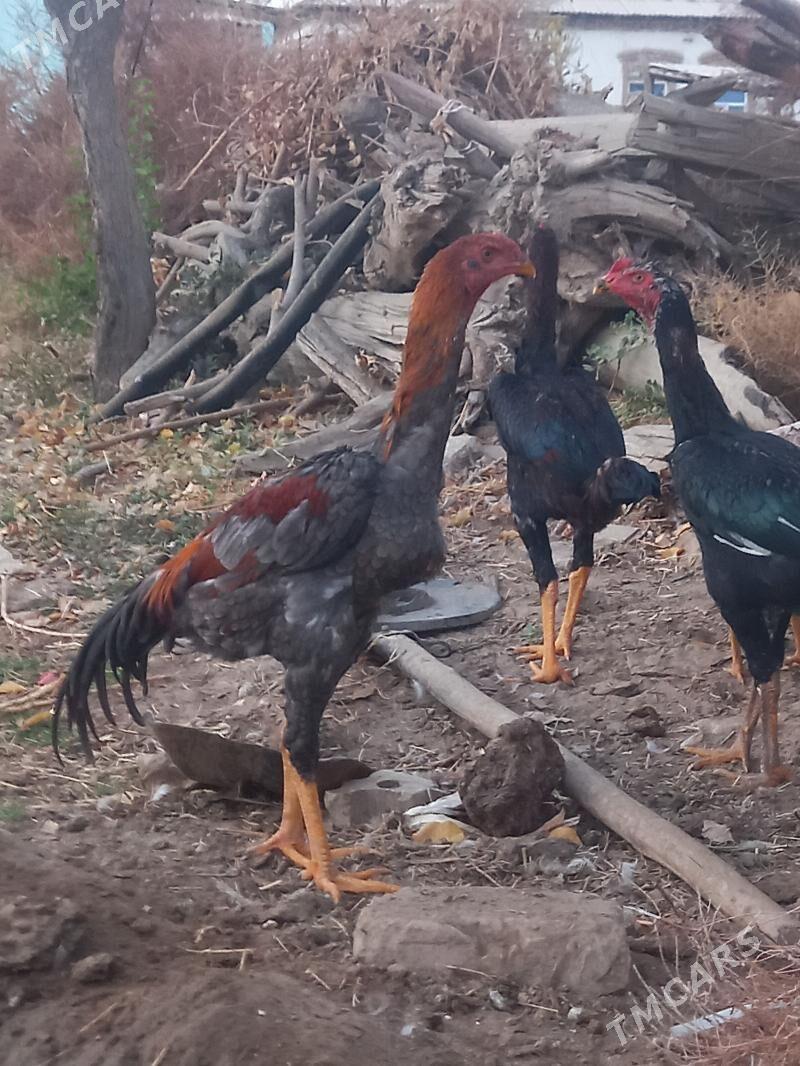 satlyk kule bayes - Векильбазар - img 3