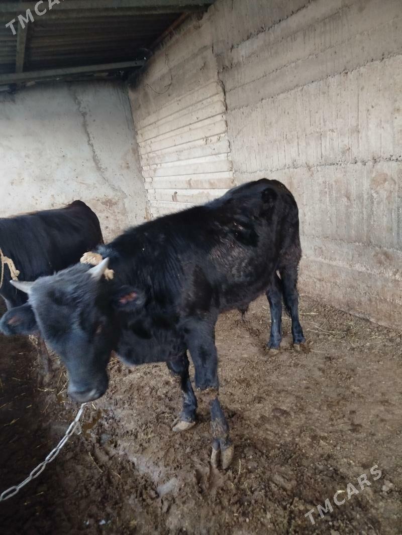 okuz - Гёкдже - img 3