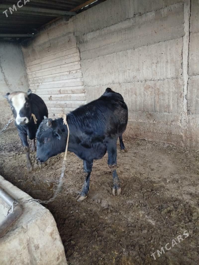 okuz - Гёкдже - img 4