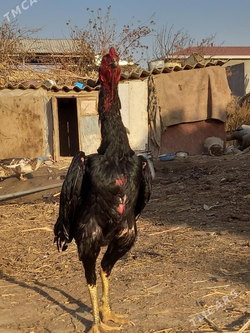 satlyk garlawac bayes - Векильбазар - img 3