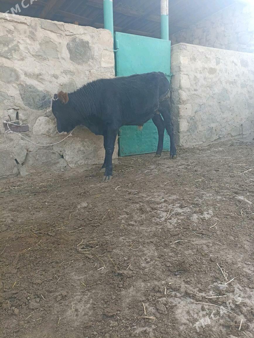 Okiz - Берекет - img 2