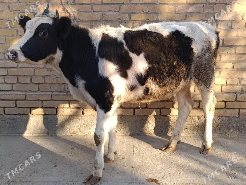 PARODNY UNAJYN - Туркменабат - img 3