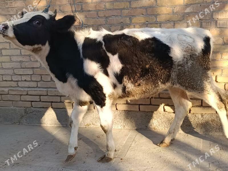 PARODNY UNAJYN - Туркменабат - img 2