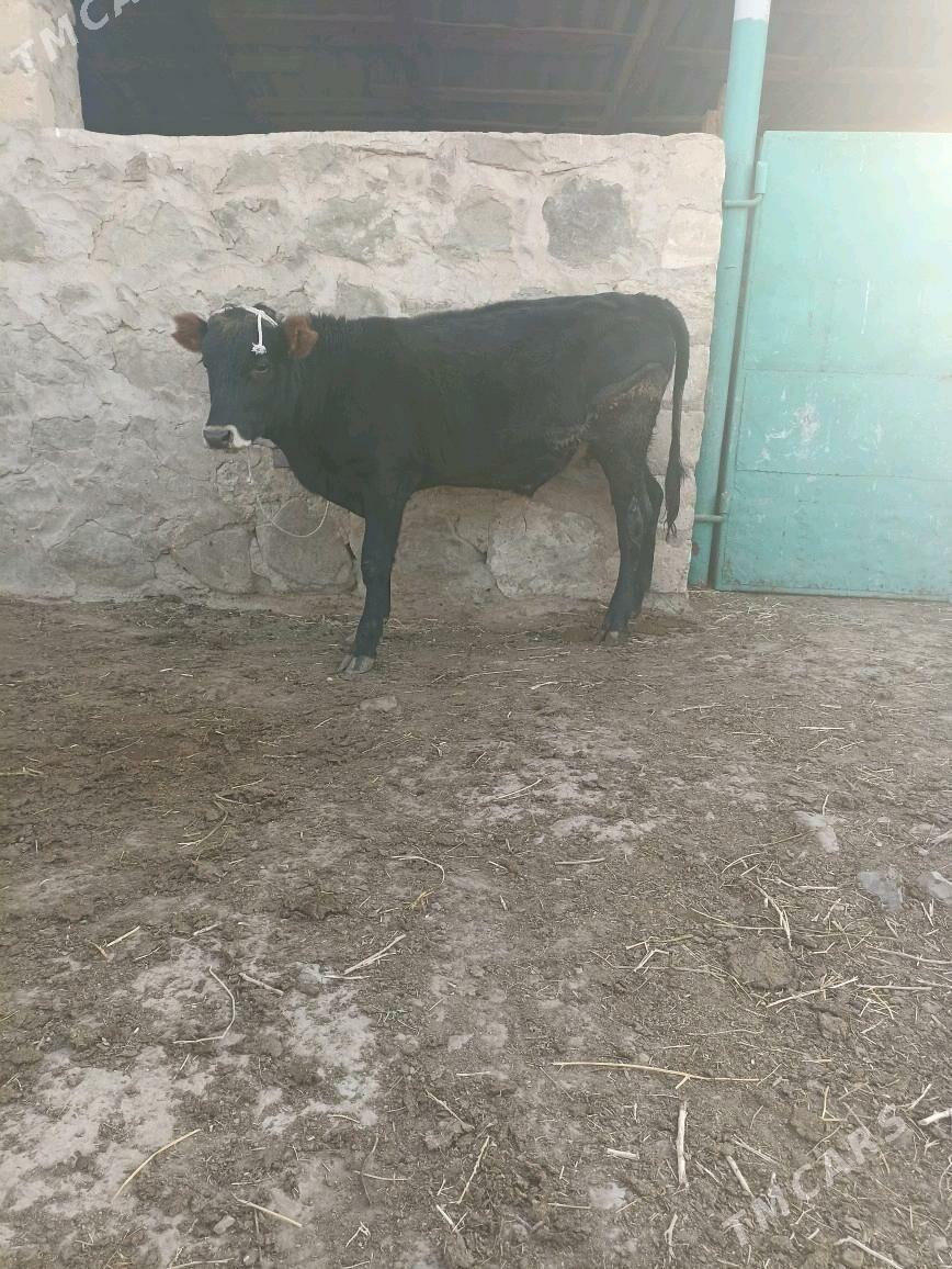 Okiz - Берекет - img 3