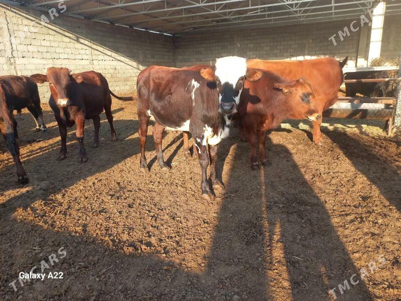 öküz - Яшлык - img 3