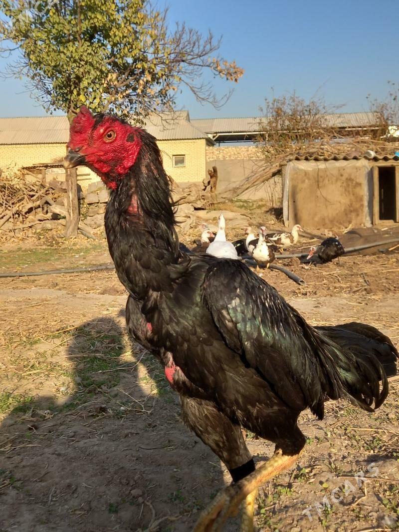 satlyk garlawac bayes - Векильбазар - img 4