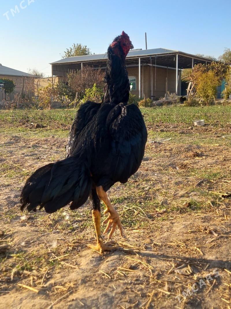 satlyk garlawac bayes - Векильбазар - img 2