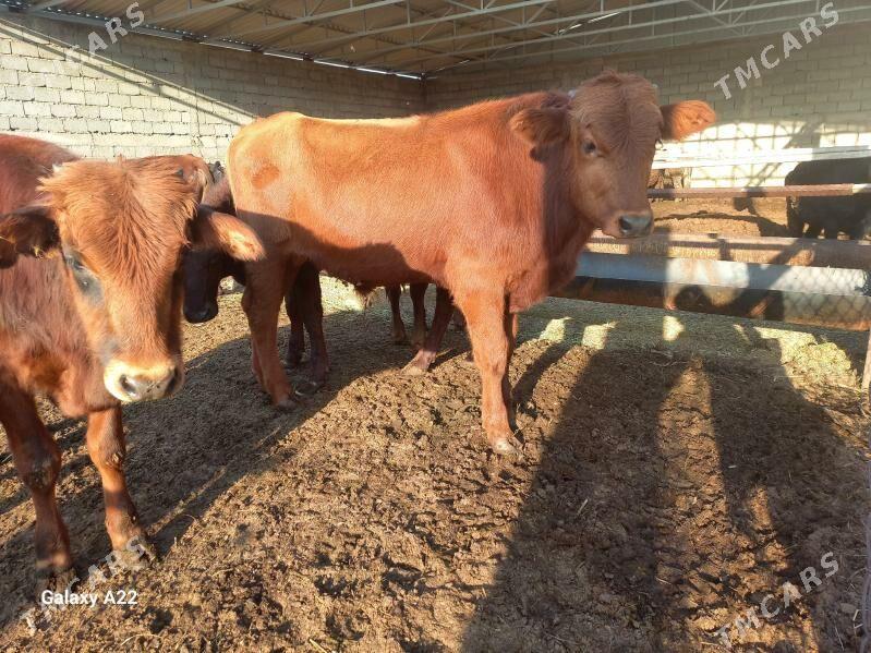 öküz - Яшлык - img 5