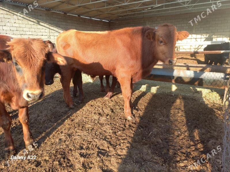 öküz - Яшлык - img 4