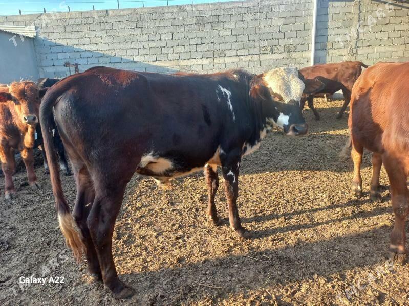 öküz - Яшлык - img 2