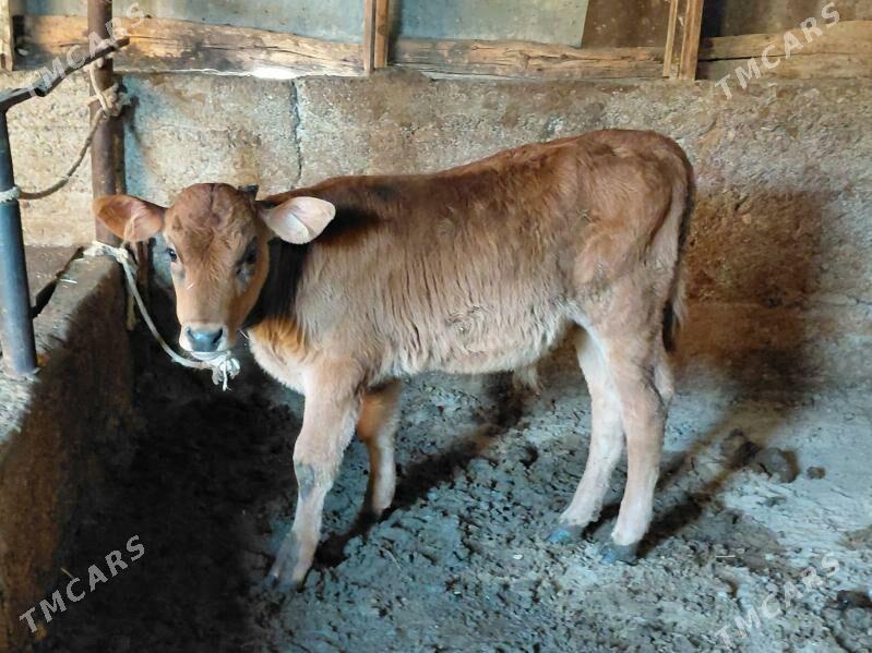 okuz - Багир - img 2