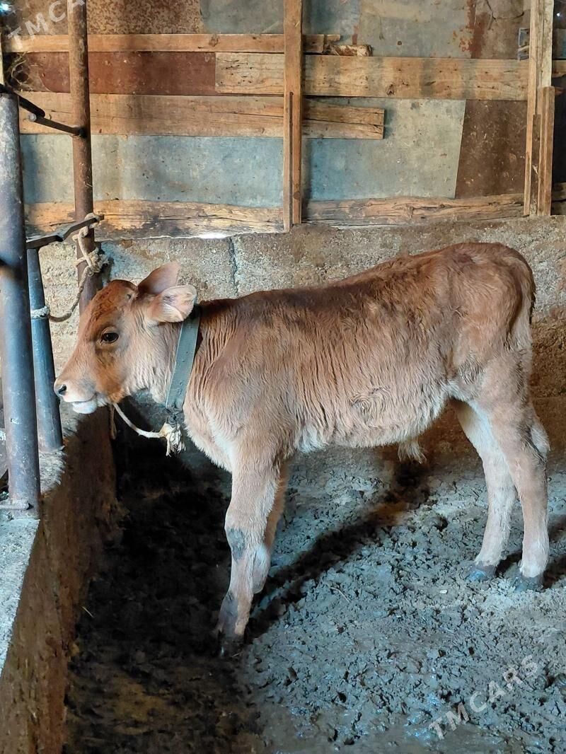 okuz - Багир - img 3