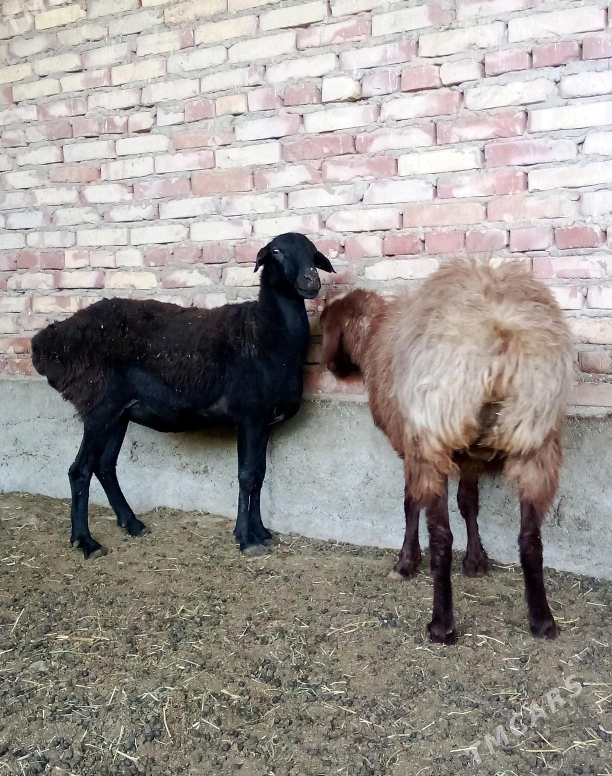 Goýunlar Gissar Gurat 2 sanak - Гёкдепе - img 3