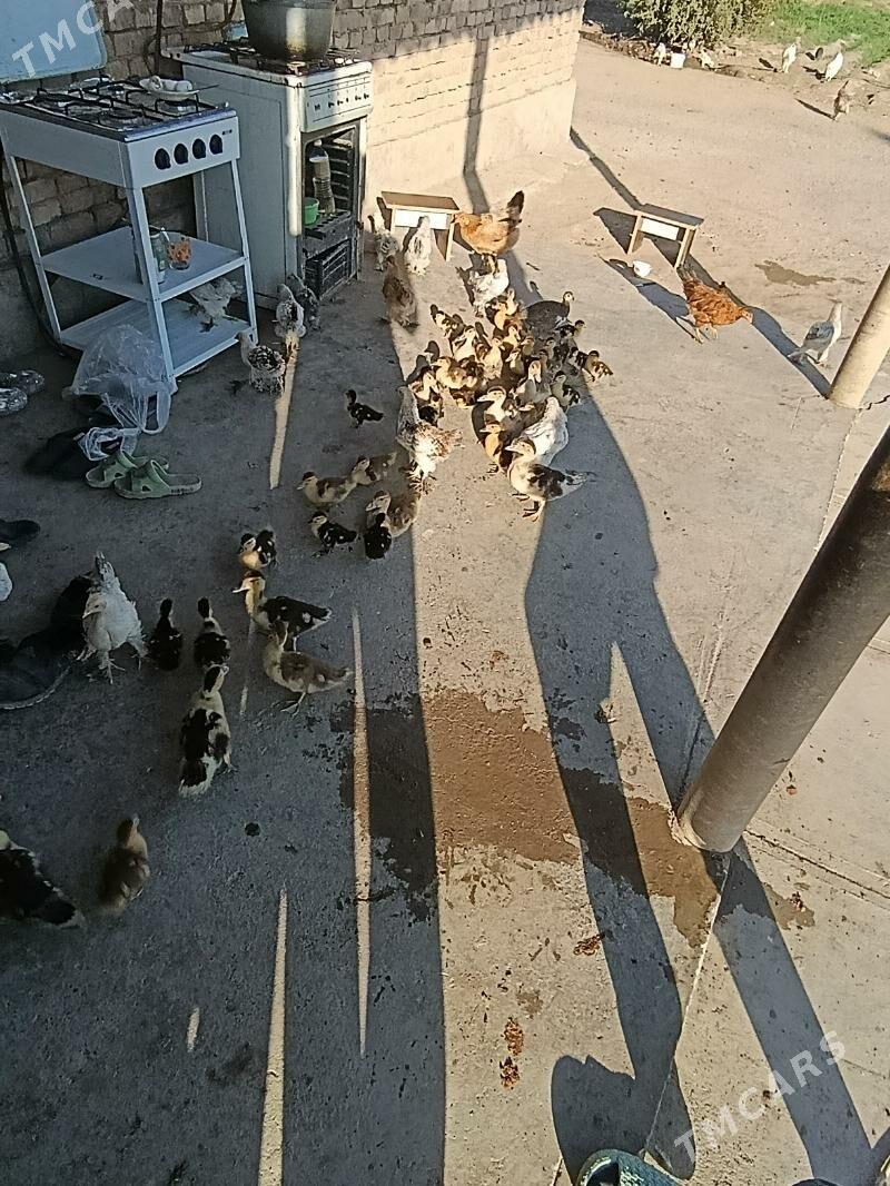 ördekördek - Gökdepe - img 2