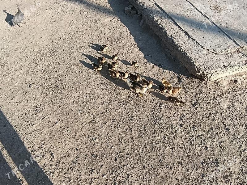 ördekördek - Gökdepe - img 3