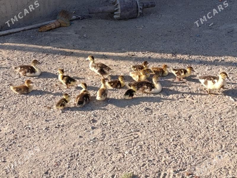 ördekördek - Gökdepe - img 4