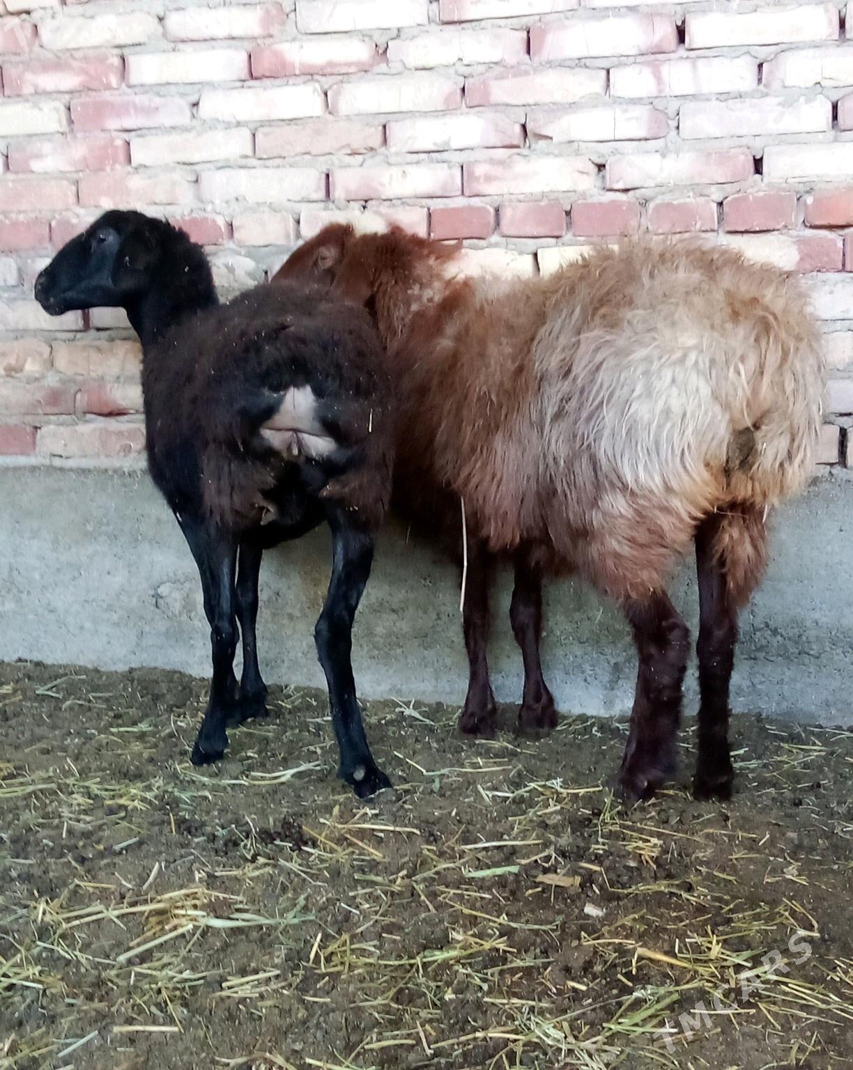 Goýunlar Gissar Gurat 2 sanak - Гёкдепе - img 9