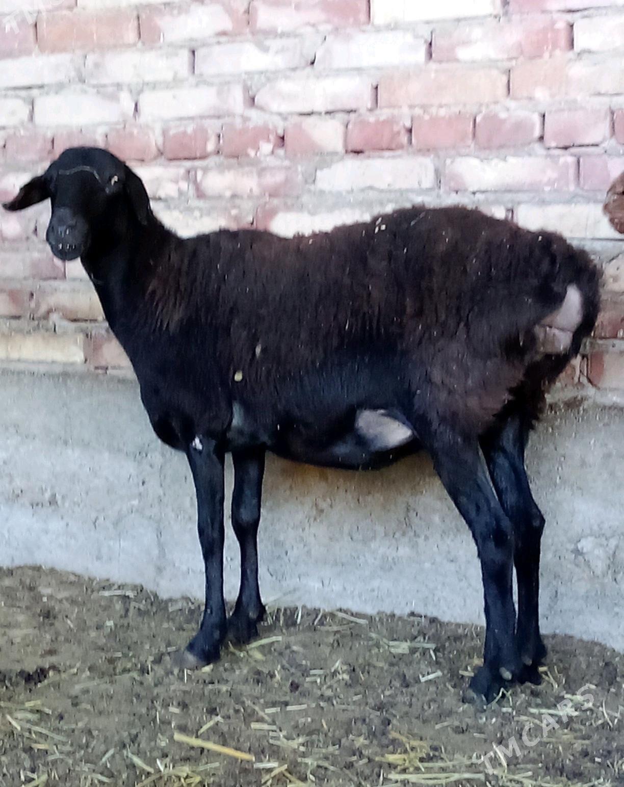 Goýunlar Gissar Gurat 2 sanak - Гёкдепе - img 8