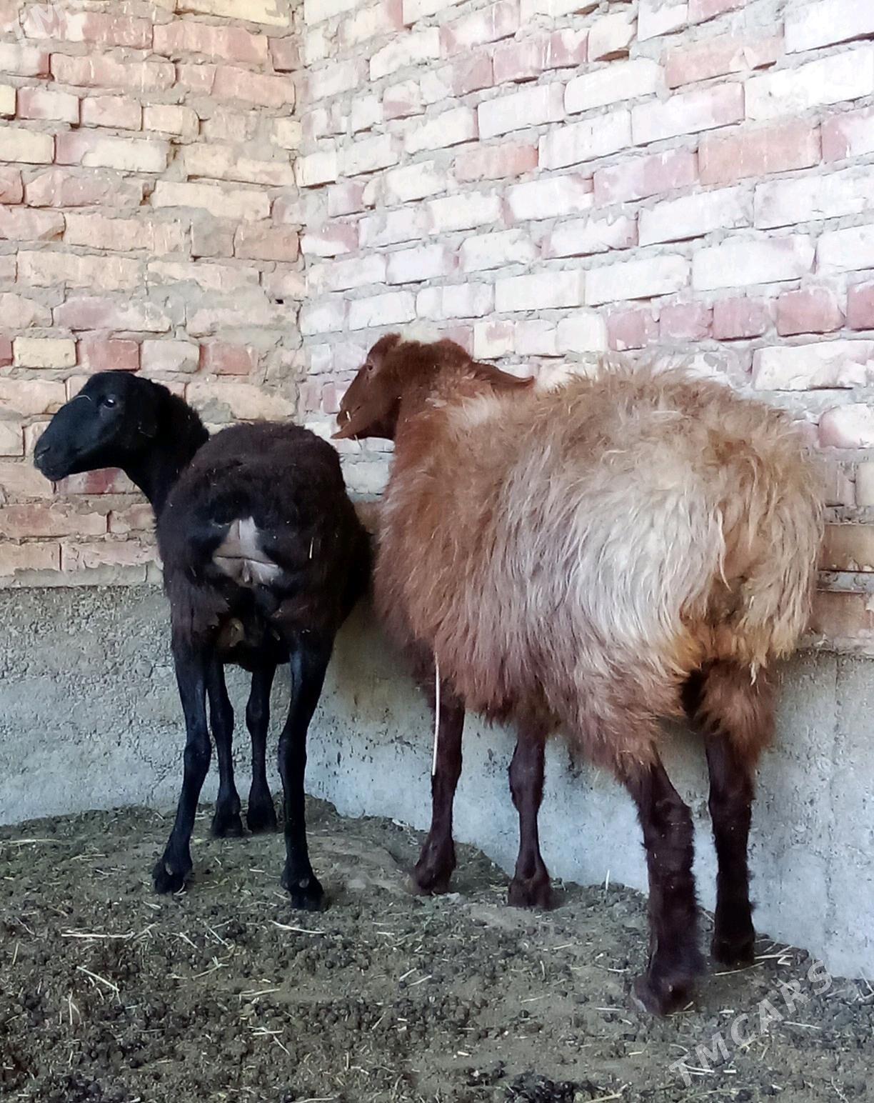 Goýunlar Gissar Gurat 2 sanak - Гёкдепе - img 7