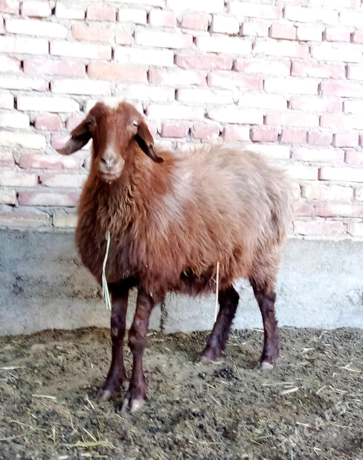 Goýunlar Gissar Gurat 2 sanak - Гёкдепе - img 10