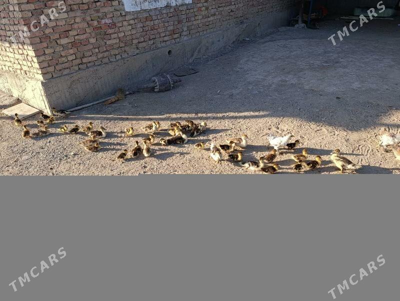 ördekördek - Gökdepe - img 6