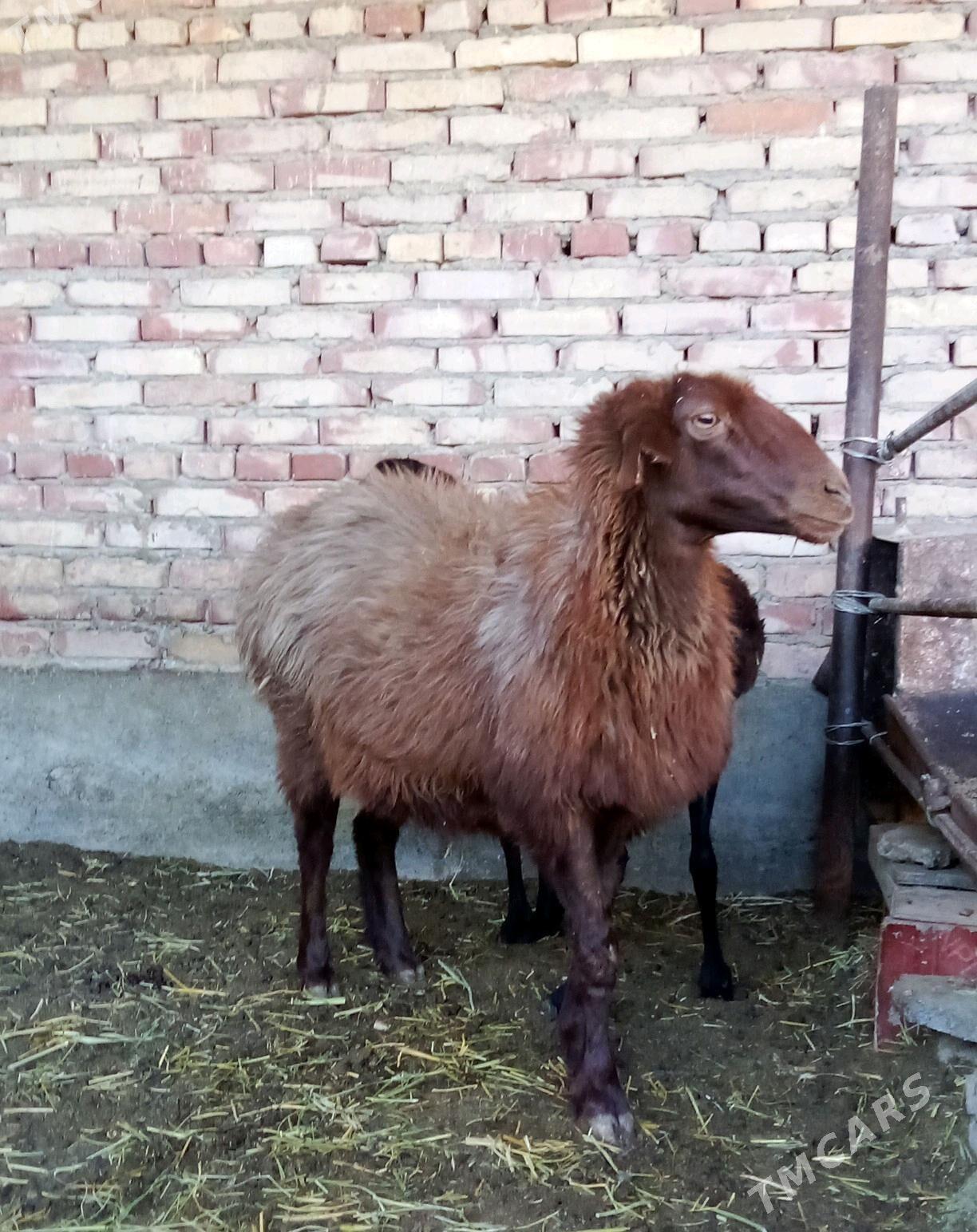 Goýunlar Gissar Gurat 2 sanak - Гёкдепе - img 6