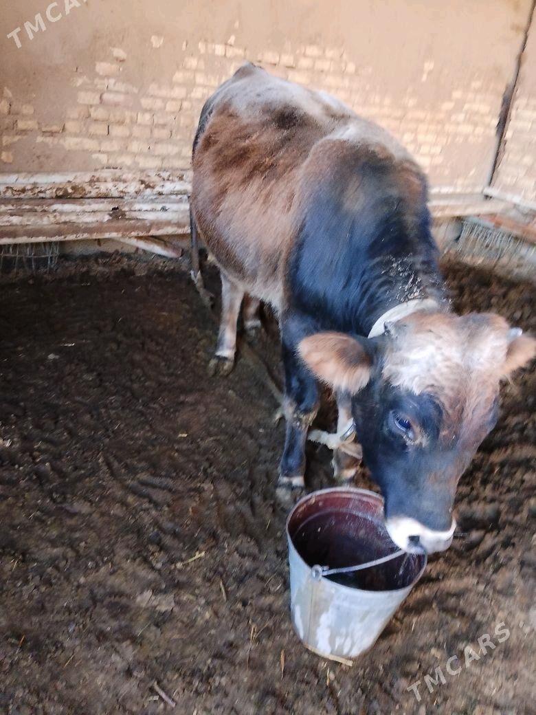 ökiz - Мары - img 3